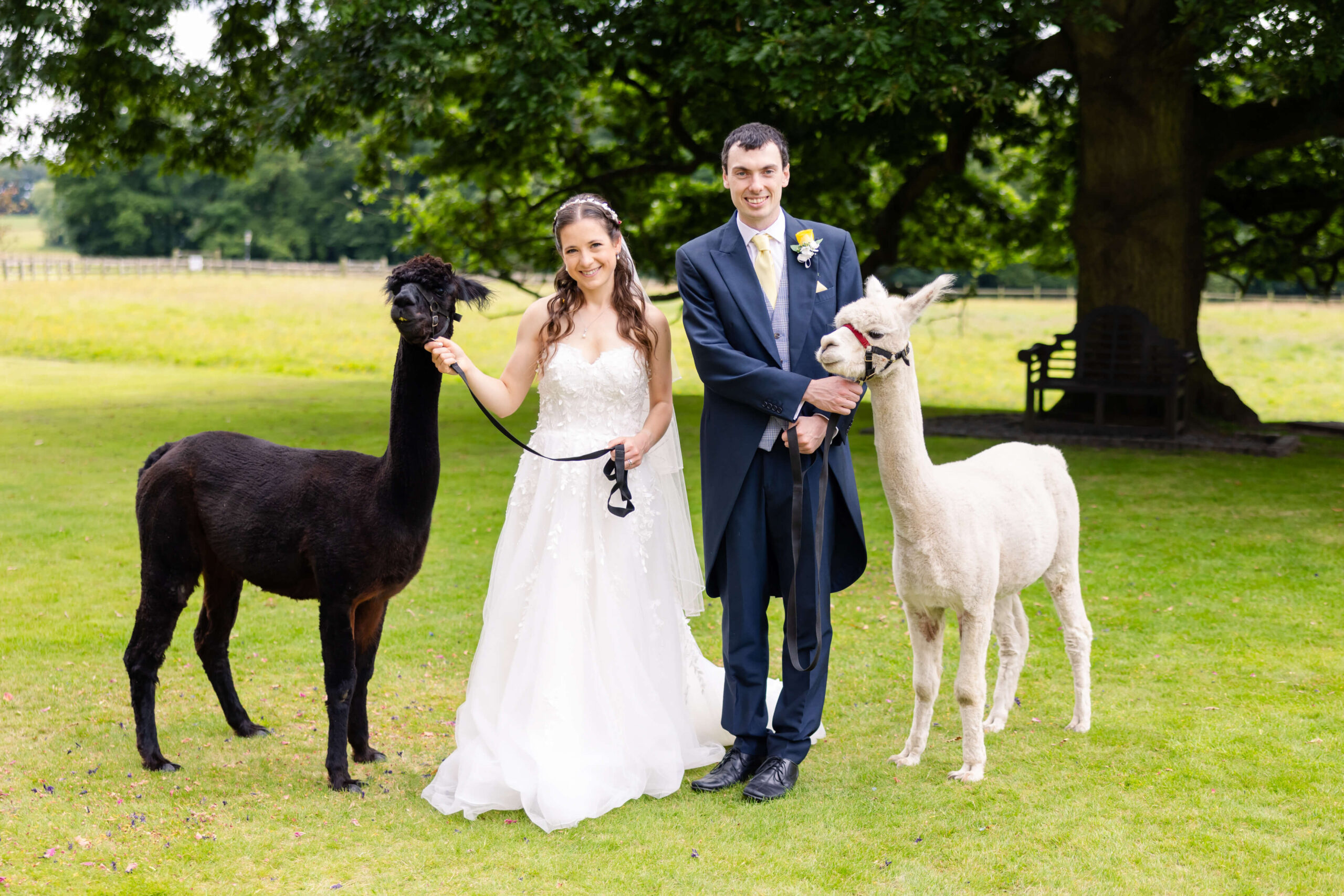 A bride and groom pose outdoors in wedding attire, each holding a lead attached to an alpaca; one alpaca is dark brown and the other is white. Copyright Somerside Photography Ltd // www.somersidephotography.com