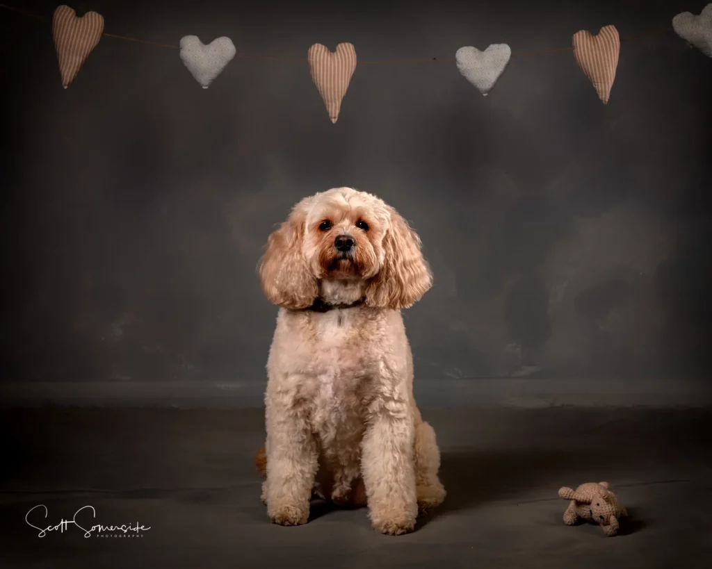 A fluffy, light brown dog sits on a dark floor with a small soft toy nearby. Heart-shaped decorations hang in the background. Copyright Somerside Photography Ltd // www.somersidephotography.com